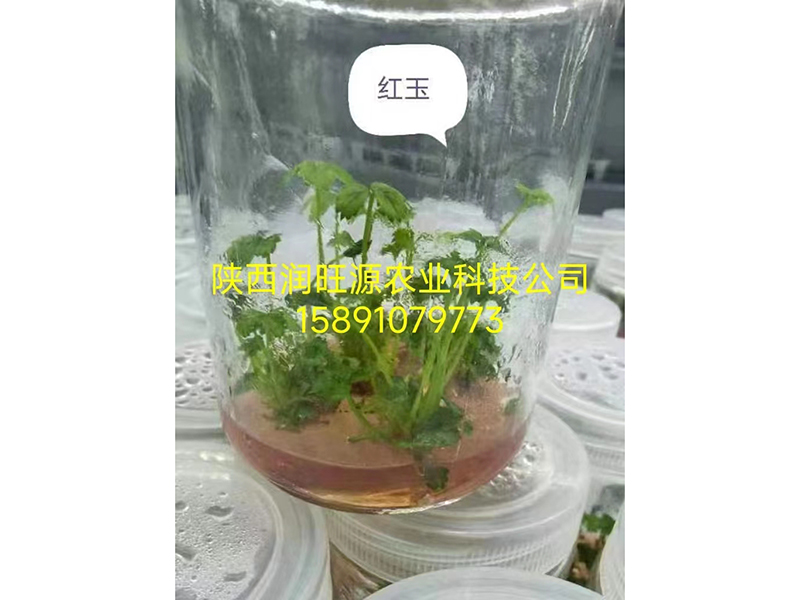 草莓种苗